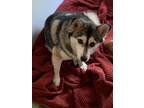 Adopt Shylie a Gray/Blue/Silver/Salt & Pepper Alaskan Klee Kai / Mixed dog in