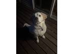 Adopt Rigby a White Great Pyrenees / Mixed dog in Delmar, NY (41480076)
