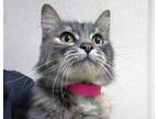 Adopt a Gray or Blue Domestic Longhair cat in Wildomar, CA (41480067)