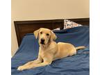 Adopt Sadie a Tan/Yellow/Fawn - with White Labrador Retriever / Mixed dog in
