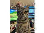 Adopt Sapphire a Brown Tabby Domestic Shorthair / Mixed (short coat) cat in