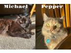 Adopt Pepper & Michael a All Black Domestic Longhair (long coat) cat in Clinton