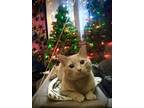 Adopt Lola a Orange or Red Domestic Mediumhair / Mixed (medium coat) cat in
