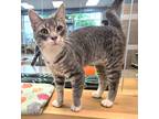 Adopt C24-74 Stinkbug a Domestic Shorthair / Mixed (short coat) cat in Columbia
