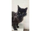 Adopt Nabmew a All Black Domestic Mediumhair cat in Apple Valley, CA (41477306)