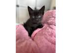 Adopt Iris a Black (Mostly) Domestic Shorthair (short coat) cat in Dunkirk