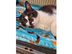 Adopt 2024-05-158 *Mami* a Domestic Shorthair / Mixed (short coat) cat in