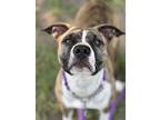 Adopt Willa a Brindle - with White Pit Bull Terrier / Mixed dog in Stanton