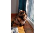 Adopt Mochi a Tortoiseshell Domestic Longhair (long coat) cat in Colorado