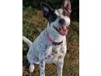 Adopt Sadie a White - with Brown or Chocolate Australian Cattle Dog / Mixed dog