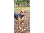 Adopt Sharay a Tricolor (Tan/Brown & Black & White) Bloodhound / Mixed dog in
