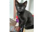 Adopt Nyx a All Black Domestic Shorthair (short coat) cat in Dunkirk