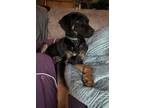 Adopt Chip KA a Black - with Tan, Yellow or Fawn Black and Tan Coonhound / Hound