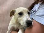 Adopt Penelope a Mixed Breed