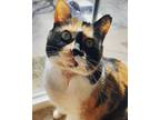 Adopt Lucy a Calico or Dilute Calico American Shorthair / Mixed (short coat) cat