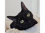 Adopt Miss Sully a All Black Domestic Shorthair (short coat) cat in Chicago