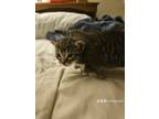 Adopt Not named a Gray, Blue or Silver Tabby Domestic Shorthair / Mixed (short