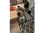 Adopt Lilo a Gray/Blue/Silver/Salt & Pepper American Staffordshire Terrier /