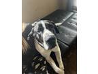 Adopt Diesel a Black - with White Great Dane / St. Bernard / Mixed dog in