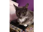 Adopt Chester a Gray or Blue Maine Coon / Mixed (short coat) cat in Orlando