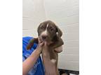 Adopt Willow a Brown/Chocolate - with White Labrador Retriever / Pit Bull