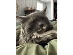 Adopt Darcy a Gray or Blue (Mostly) Domestic Longhair / Mixed (long coat) cat in