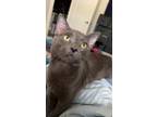 Adopt Remy a Gray or Blue Korat / Mixed (short coat) cat in Traverse City