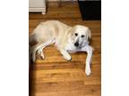 Adopt Guinness a White Great Pyrenees / Bullmastiff / Mixed dog in Gastonia