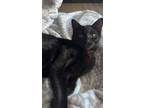 Adopt Tichalla a All Black Bombay / Mixed (short coat) cat in Traverse City