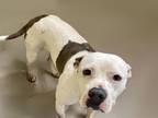 Adopt RUGER a Pit Bull Terrier, Mixed Breed