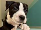 Adopt CHRYSAOR a Pit Bull Terrier, Mixed Breed