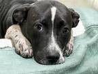 Adopt TRIXIE a Pit Bull Terrier