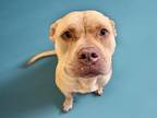 Adopt ROCKIE a Pit Bull Terrier, Mixed Breed