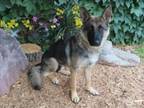 Adopt MIMI a German Shepherd Dog