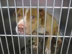 Adopt A431923 a Pit Bull Terrier, Mixed Breed