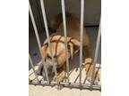 Adopt TULIP a Black Mouth Cur, Mixed Breed