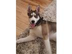Adopt Rowen a Tricolor (Tan/Brown & Black & White) Husky dog in Brooklyn