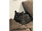 Adopt Scrappy a All Black Domestic Shorthair / Mixed (short coat) cat in