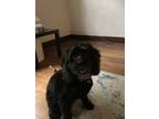 Adopt Nugget a Black Cockapoo / Mixed dog in Fleetwood, PA (41478439)