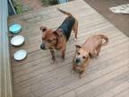 Adopt Baby a Tan/Yellow/Fawn Mutt / Mixed dog in Maysville, GA (41478457)