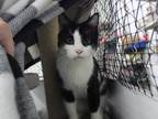 Adopt Whiskers a Black & White or Tuxedo Domestic Shorthair (short coat) cat in