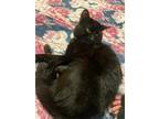 Adopt Shadow a All Black Domestic Mediumhair / Mixed (medium coat) cat in Fife