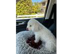 Adopt Charlotte a White Maltipoo / Mixed dog in Bellflower, CA (41478426)
