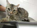 Adopt Hansen a Domestic Shorthair / Mixed cat in Raleigh, NC (41478329)