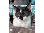 Adopt Lexington a Domestic Shorthair / Mixed (short coat) cat in Freeport
