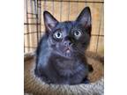 Adopt Madison a Domestic Shorthair / Mixed (short coat) cat in Freeport
