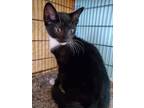 Adopt Broadway a Domestic Shorthair / Mixed (short coat) cat in Freeport