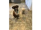 Adopt Bruno a Brindle Boxer / Mixed dog in Audubon, PA (41478037)