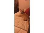 Adopt Charlie a Orange or Red Tabby Domestic Shorthair / Mixed (short coat) cat