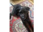 Adopt Dragon a Black Labrador Retriever / Irish Wolfhound / Mixed dog in